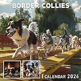 Border Collies Calendar 2026: Intelligent Herding Companions in Motion and Rest