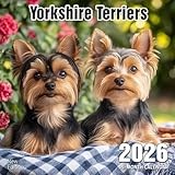 Yorkshire Terriers 2026 Calendar