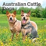 Australian Cattle Dogs | 2026 7 x 14 Inch (Hanging) Monthly Mini Wall Calendar | BrownTrout | Animals Dog Breeds