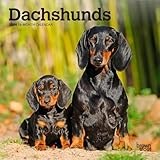 Dachshunds | 2026 7 x 14 Inch (Hanging) Monthly Mini Wall Calendar | BrownTrout | Animals Dog Breeds