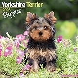 Yorkshire Terrier Puppies 2026 Calendar | Square Wall Calendar | Dog Breed Gift | Plastic Free Packaging | by Avonside Publishing