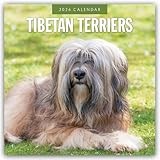 Tibetan Terriers 2026 Square Wall Calendar