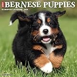 Bernese Mountain Puppies 2026 12 X 12 Wall Calendar