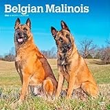 Malinois calendar thumbnail