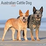 Australian Cattle Dog 2026 Calendar | Square Wall Calendar | Dog Breed Gift | Plastic Free Packaging | by Avonside Publishing