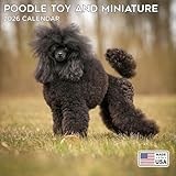2026 Toy Poodle Calendar - Dog Breed Wall Calendar - 12 x 24 Open - Thick No-Bleed Paper - 14 Month Planner Calendar Organizing & Planning