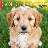 Goldendoodle 2026 Calendar: Adorable Goldendoodles in Stunning Photography – A Year of Love, Curls, and Playful Charm