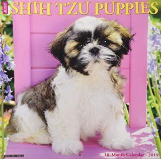 Playful Pups For You, Shih Tzu Breeder in North Augusta ...