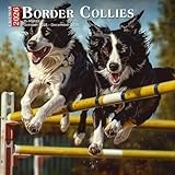 Border Collies Calendar 2026: Intelligent Herding Companions in Motion and Rest