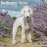 Bedlington Terrier 2026 Calendar | Square Wall Calendar | Dog Breed Gift | Plastic Free Packaging | by Avonside Publishing
