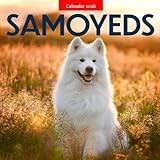 Samoyeds 2026 Calendar: Snowy Smiles and Fluffy Companions