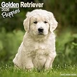 Golden Retriever Puppies 2026 Calendar | Square Wall Calendar | Dog Breed Gift | Plastic Free Packaging | by Avonside Publishing