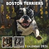 Boston Terriers Calendar 2026: Spirited and Stylish Companions in Everyday Moments