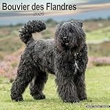 Bouvier des Flandres 2026 Calendar | Square Wall Calendar | Dog Breed Gift | Plastic Free Packaging | by Avonside Publishing