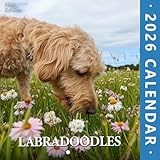 Labradoodles Calendar 2026: Monthly moments of fluffy energy and heartwarming fun