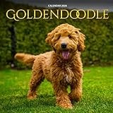 Goldendoodle calendar thumbnail
