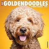 Goldendoodles 2026 Wall Calendar