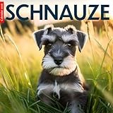 Schnauzer 2026 Calendar: Adorable Schnauzers in Stunning Photography – A Year of Loyalty, Personality, and Canine Style