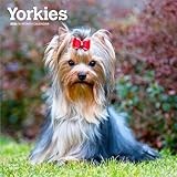 Yorkshire Terriers | 2026 12 x 24 Inch (Hanging) Monthly Square Wall Calendar | Plastic-Free | BrownTrout | Animals Small Dog Breeds Yorkies