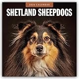 Shetland Sheepdogs 2026 Square Wall Calendar