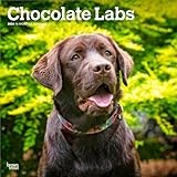 Chocolate Labrador Retrievers | 2026 12 x 24 Inch (Hanging) Monthly Square Wall Calendar | Plastic-Free | BrownTrout | Animals Dog Breeds
