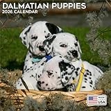 2026 Dalmatian Pups Calendar - Dog Breed Wall Calendar - 12 x 24 Open - Thick No-Bleed Paper - 14 Month Planner Calendar Organizing & Planning