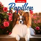 Papillon 2026 Calendar: Elegant Ears and Playful Hearts