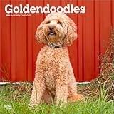 Goldendoodles | 2026 12 x 24 Inch (Hanging) Monthly Square Wall Calendar | Plastic-Free | BrownTrout | Animals Mixed Dog Breeds