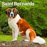 Saint Bernard calendar thumbnail