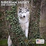2026 Siberian Husky Calendar - Dog Breed Wall Calendar - 12 x 24 Open - Thick No-Bleed Paper - 14 Month Planner Calendar Organizing & Planning