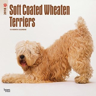 Wheatnbrook Kennels Reg D Soft Coated Wheaten Terrier Breeder In Soft Coated Wheaten Terrier Calendar Thumbnail