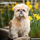 Lhasa Apso 2026 Calendar | Square Wall Calendar | Dog Breed Gift | Plastic Free Packaging | by Avonside Publishing