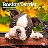 Boston Terrier calendar thumbnail