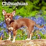 Chihuahua calendar thumbnail