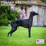 2026 Italian Greyhound Calendar - Dog Breed Wall Calendar - 12 x 24 Open - Thick No-Bleed Paper - 14 Month Planner Calendar Organizing & Planning