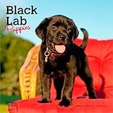Black Labrador Retriever Puppies | 2026 7 x 14 Inch (Hanging) Monthly Mini Wall Calendar | BrownTrout | Animals Dog Breeds Puppy
