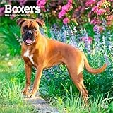 Boxers International Edition | 2026 12 x 24 Inch (Hanging) Monthly Square Wall Calendar | Plastic-Free | BrownTrout | Animals Dog Breeds