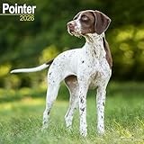 Pointer 2026 Calendar | Square Wall Calendar | Dog Breed Gift | Plastic Free Packaging | by Avonside Publishing