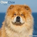 Chow Chow 2026 Calendar | Square Wall Calendar | Dog Breed Gift | Plastic Free Packaging | by Avonside Publishing