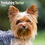 Yorkshire Terrier 2026 Calendar | Square Wall Calendar | Dog Breed Gift | Plastic Free Packaging | by Avonside Publishing