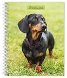 Dachshund calendar thumbnail