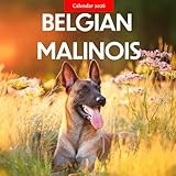 Belgian Malinois 2026 Calendar: Power, Loyalty, and Working Spirit
