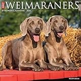 Weimaraners 2026 Wall Calendar