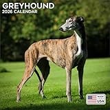 2026 Greyhound Calendar - Dog Breed Wall Calendar - 12 x 24 Open - Thick No-Bleed Paper - 14 Month Planner Calendar Organizing & Planning