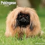 Pekingese 2026 Calendar | Square Wall Calendar | Dog Breed Gift | Plastic Free Packaging | by Avonside Publishing