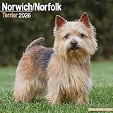 Norwich/Norfolk Terrier 2026 Calendar | Square Wall Calendar | Dog Breed Gift | Plastic Free Packaging | by Avonside Publishing