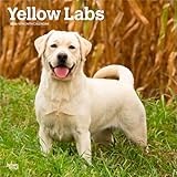 Yellow Labrador Retrievers | 2026 12 x 24 Inch (Hanging) Monthly Square Wall Calendar | Plastic-Free | BrownTrout | Animals Dog Breeds