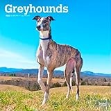 Greyhounds | 2026 12 x 24 Inch (Hanging) Monthly Square Wall Calendar | Plastic-Free | BrownTrout | Animals Dog Breeds