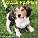 Beagle Puppies 2026 12 X 12 Wall Calendar