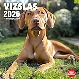 Vizslas 2026 Calendar: Energetic Hungarian pointers in action and in rest